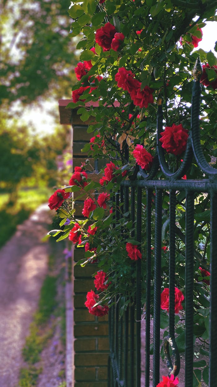 Vibrant red roses bloom along a metal fence in the summer sun, Ukraine.